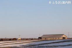 早朝の放牧地にたたずむ馬たち