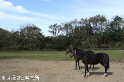 丸幸小林牧場昭和分場の放牧地