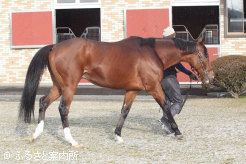 キタサンブラックの後継種牡馬として関係者の期待は大きい