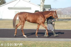 カジノドライヴの貴重な後継種牡馬になる