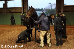 元気な姿で公益社団法人日本軽種馬協会静内種馬場に到着