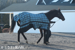 元気な姿でレックススタッドに到着