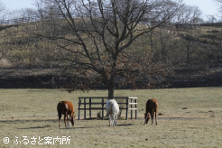 写真5 [樹の下で]