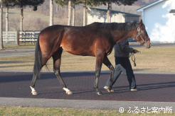半兄は成功種牡馬のリアルスティール