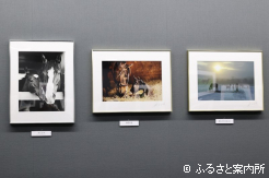 内藤律子さんが「懇親の一作」と語る「無償の愛」