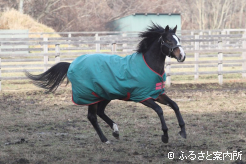 現役時代は非の打ちどころがない成績を残した