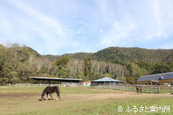 丸幸小林牧場の放牧地
