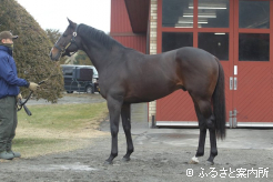 2026年の種付料は受胎条件2,000,000円(フリーリターン特約付き)