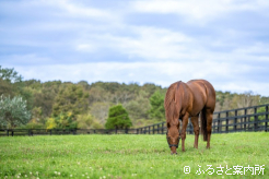 初年度は214頭の繁殖牝馬に配合を行った