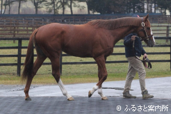 ビッグアーサーの後継種牡馬として期待は大きい