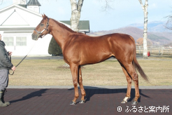 現役時代は2つのJpn1競走に勝利した