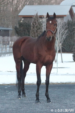 父系と母系の特徴を併せ持つハイブリッドな種牡馬と評した