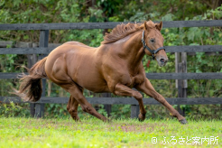芝の上を気持ちよさそうに走ってくれた