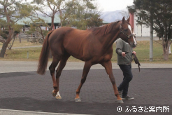 元気な姿でイーストスタッドに到着