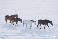 千里ファームの放牧地(撮影:奥田和也)