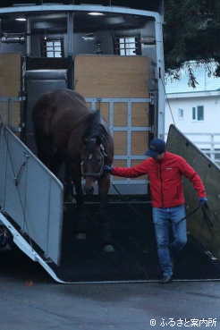 2026年の種付料は受胎条件2,500,000円(フリーリターン特約付き)
