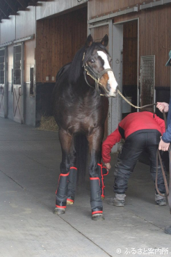 元気な姿でレックススタッドに到着した