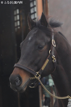 スタッドインしたポタジェ