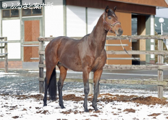 凛とたたずむ姿にJpn1優勝馬の貫禄がにじみ出る
