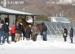 雪が残る中、熱心に馬をチェックする購買者