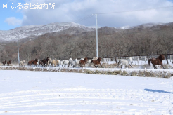 放牧地を移動するために疾走するどさんこ