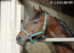 東北馬産界復活の起爆剤として期待されている