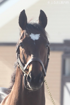 スタッドインしたタスティエーラ