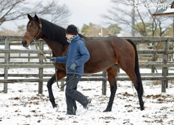 ヘニーヒューズの後継種牡馬として期待が高まっている