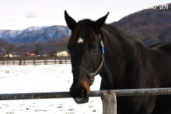 ピエールナオチャンはチュウワウィザードの仔を受胎中