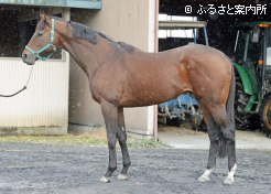 2024年NARグランプリ年度代表馬