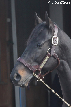 スタッドインしたジャスティンパレス