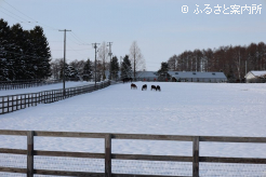 寒いのか1か所に固まる馬たち
