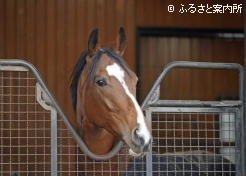 ソールオリエンス