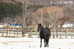 リュウノフライトの母ピエールナオチャン