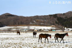 上山牧場の放牧地