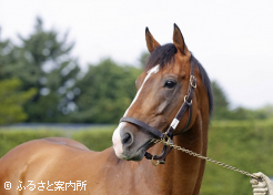 プログノーシス