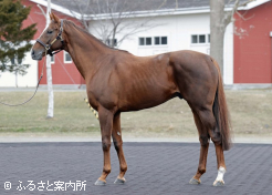 メイショウハリオ