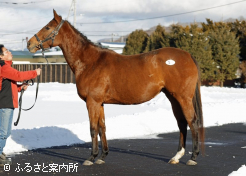 高額第3位のナンセイラピッド