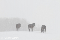 写真5 [吹雪の中]