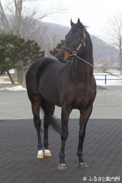 ディープインパクトの後継として期待は大きい