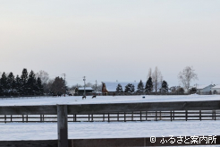 雪で覆われた放牧地