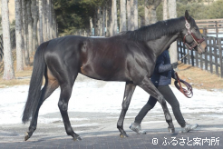種付条件は1,500,000円に設定