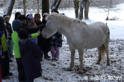 どさんことのふれあいを楽しんだ