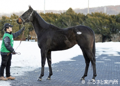 最高価格は未供用のピカリ