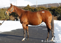 受胎馬の最高価格ロールオブアームズ