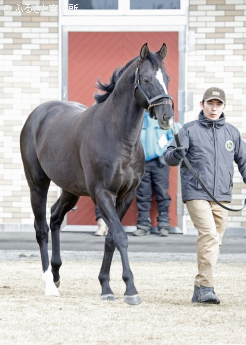 グローリーヴェイズ