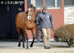 プログノーシス