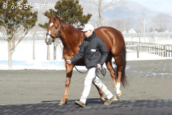 新種牡馬のボッケリーニ