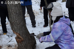 伐採する木をのこぎりで切るのを手伝った