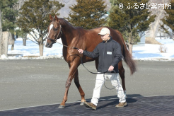 新種牡馬のメイショウハリオ